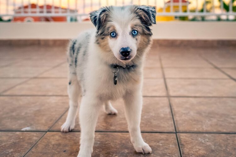 Can I Have An Australian Shepherd In A Flat Hi Boox