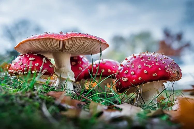 Amanita Muscaria’s active ingredients