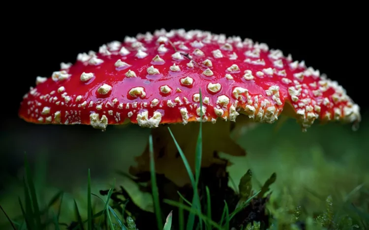 Fly Agaric