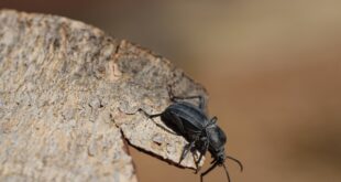 Popular Species of Darkling Beetles for Sale