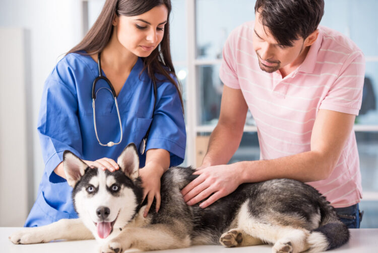 Fulfilling Your Passion for Animal Care ─ A Guide to Vet Assistant