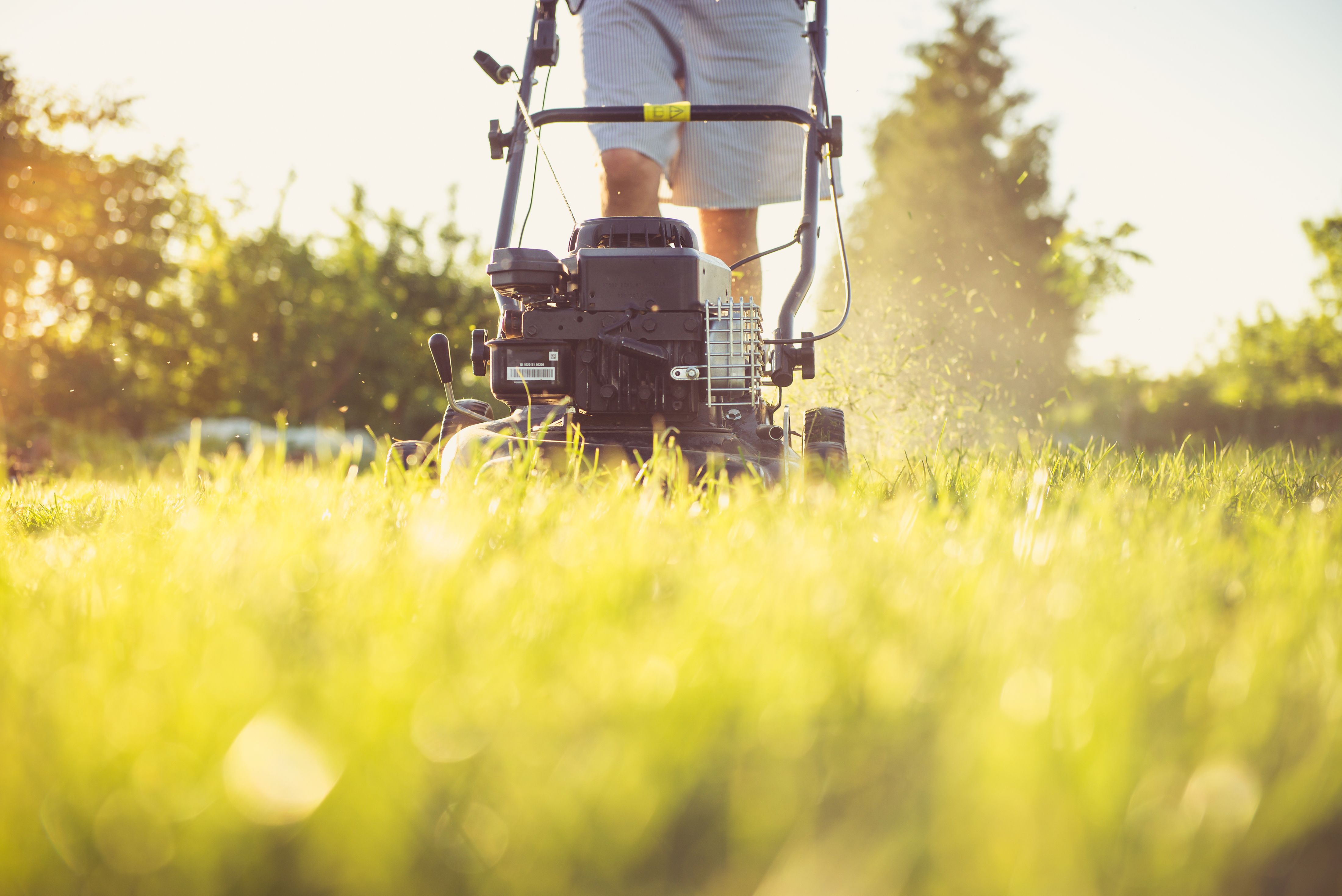 Close-up of a gas lawnmower cutting grass during a pass across the yard